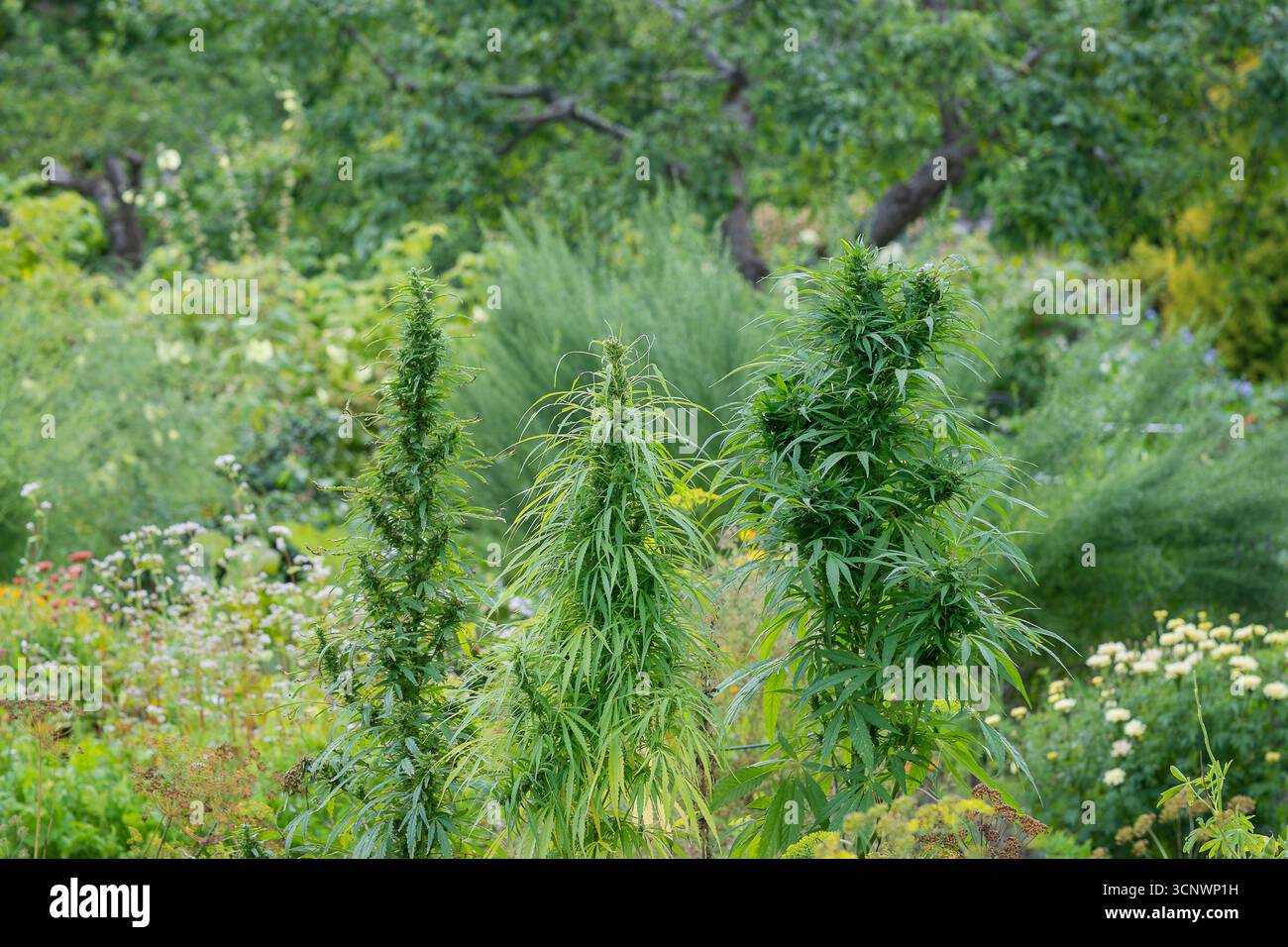 Plante de cannabis légale. Zone de culture de jardin de marijuana. Cannabis dans le jardin. Banque D'Images