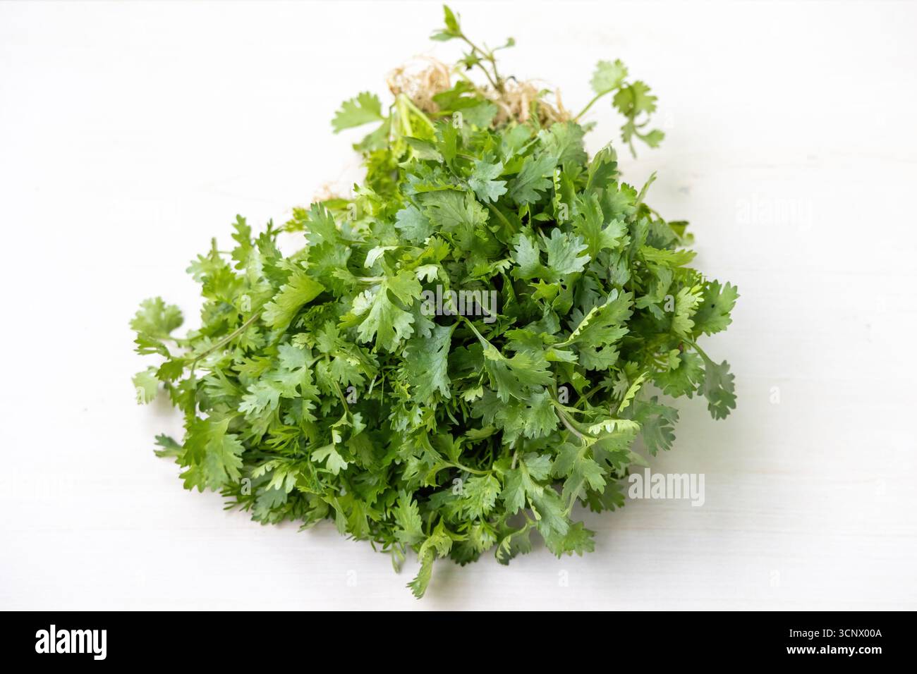 Feuilles de coriandre fraîches sur un fond en bois blanc. Localement au Bangladesh, il est appelé Dhone Pata et est également connu sous le nom de coriandre, persil chinois, moi Banque D'Images