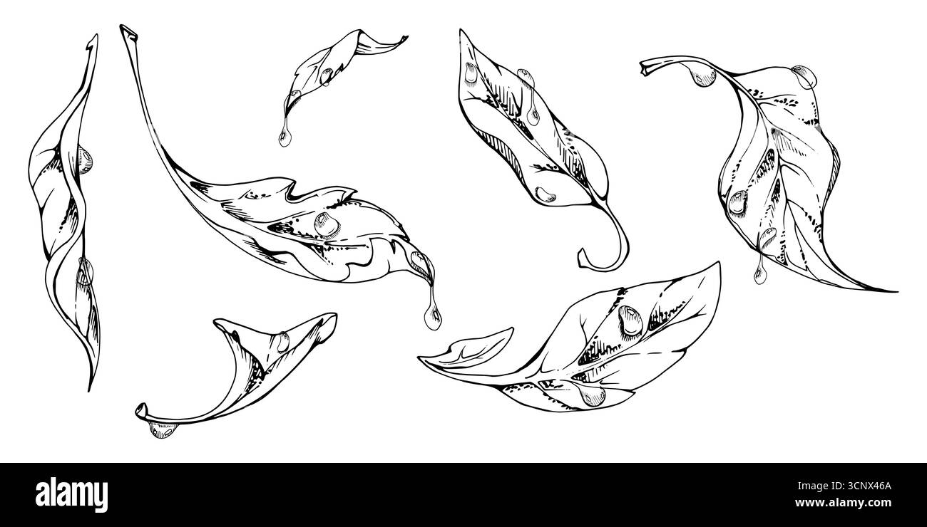 planter des feuilles de fleur, arbre de brousse avec des gouttes d'eau à l'encre vectorielle dessinée à la main, cerise aux pommes poire orme lilas. Ensemble d'illustration botanique isolé Illustration de Vecteur