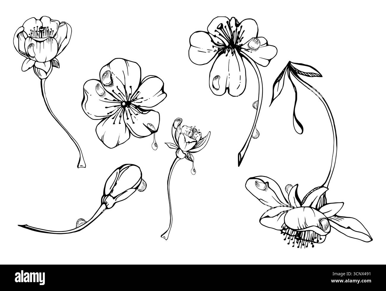 Fleurs printanières tôt sur les tiges, gouttes d'eau, bourgeon de fleur de pomme sakura de cerise blanche, aquarelle dessinée à la main, Marguerite d'anémone de forêt. Objet unique Illustration de Vecteur