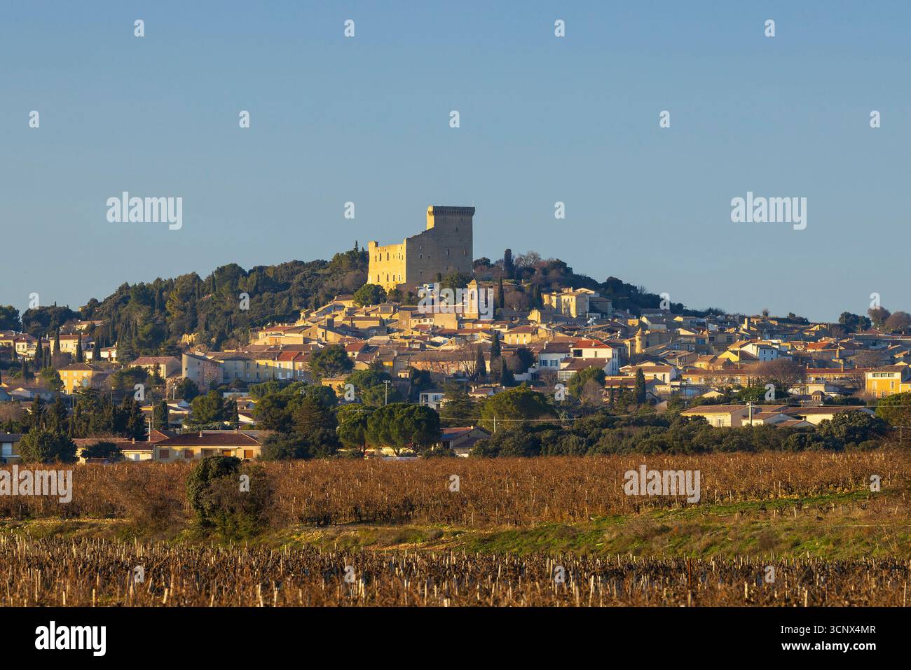 Vignoble typique avec des pierres près de Châteauneuf-du-Pape, Côtes du Rhône, France Banque D'Images