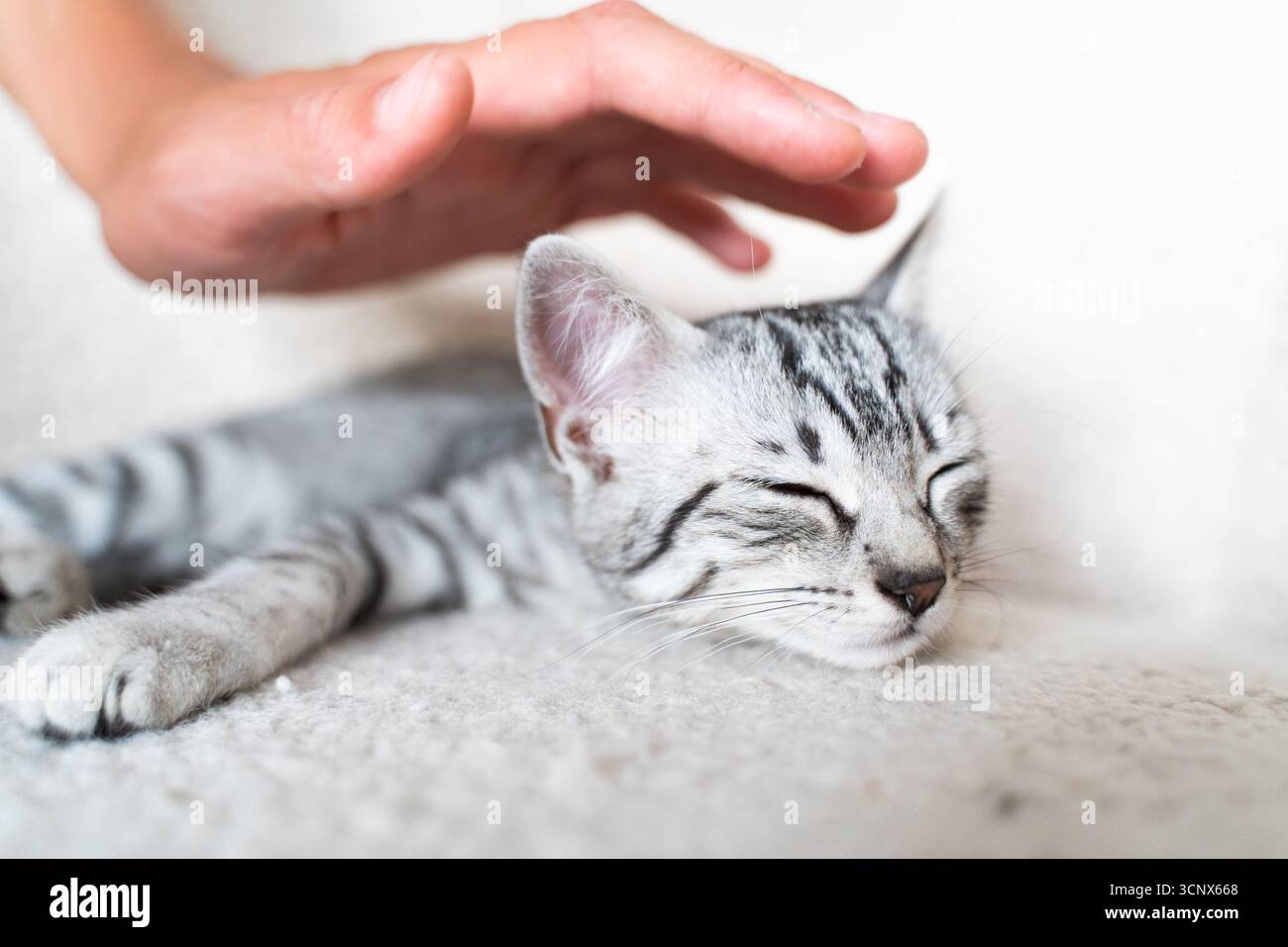 Un chaton gris serein avec les yeux fermés profite de caresses douces sur une surface blanche douce, capturant la tranquillité d'un animal de compagnie bien-aimé dans un set de maison confortable Banque D'Images