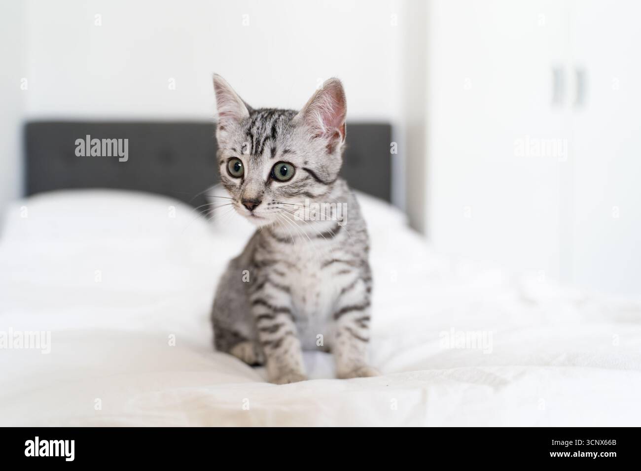 Adorable chaton gris assis attentivement sur un lit doux et blanc dans un cadre de maison confortable. Le félin ludique se marie parfaitement avec le serein et le confort Banque D'Images