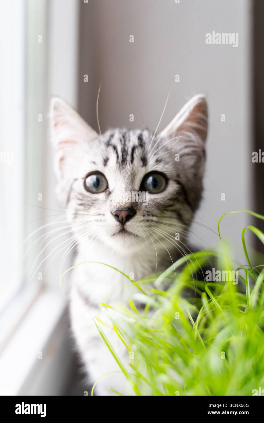 Un charmant chaton gris aux yeux saisissants et curieux se tient derrière un pot d'herbe verte fraîche, regardant attentivement. La toile de fond d'une fenêtre douce et lumineuse AC Banque D'Images