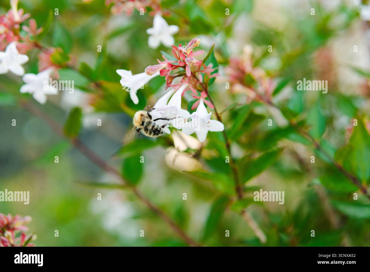 Une abeille pollinise avec diligence les délicates fleurs blanches d'Abelia Grandiflora dans un jardin luxuriant. Les fleurs roses et blanches vibrantes attirent les abeilles, les démons Banque D'Images