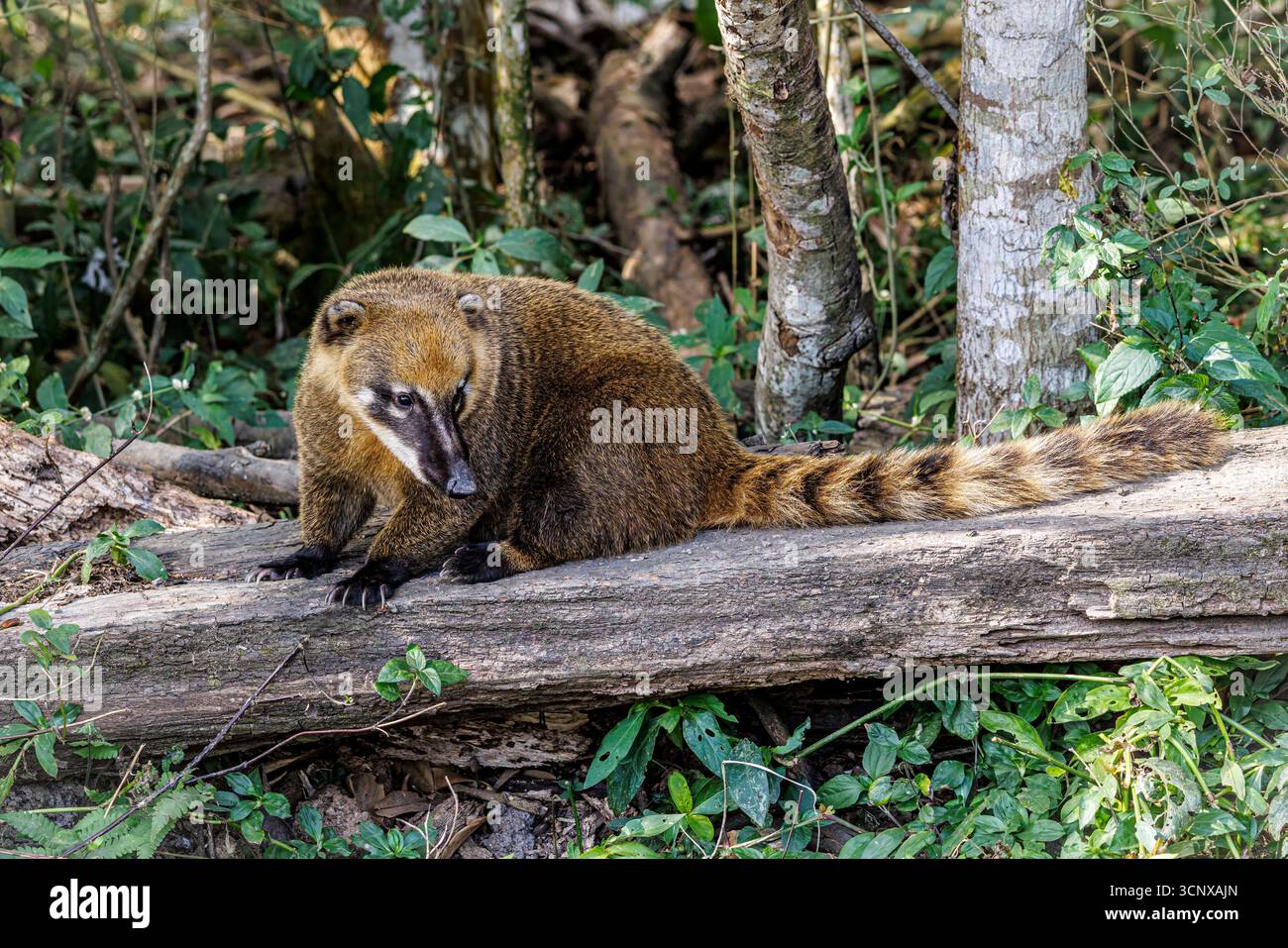 Coati sud-américain, alias Coati à queue annulaire ou Coati à nez brun, Nasua nasua, Sao Paulo, Brésil Banque D'Images