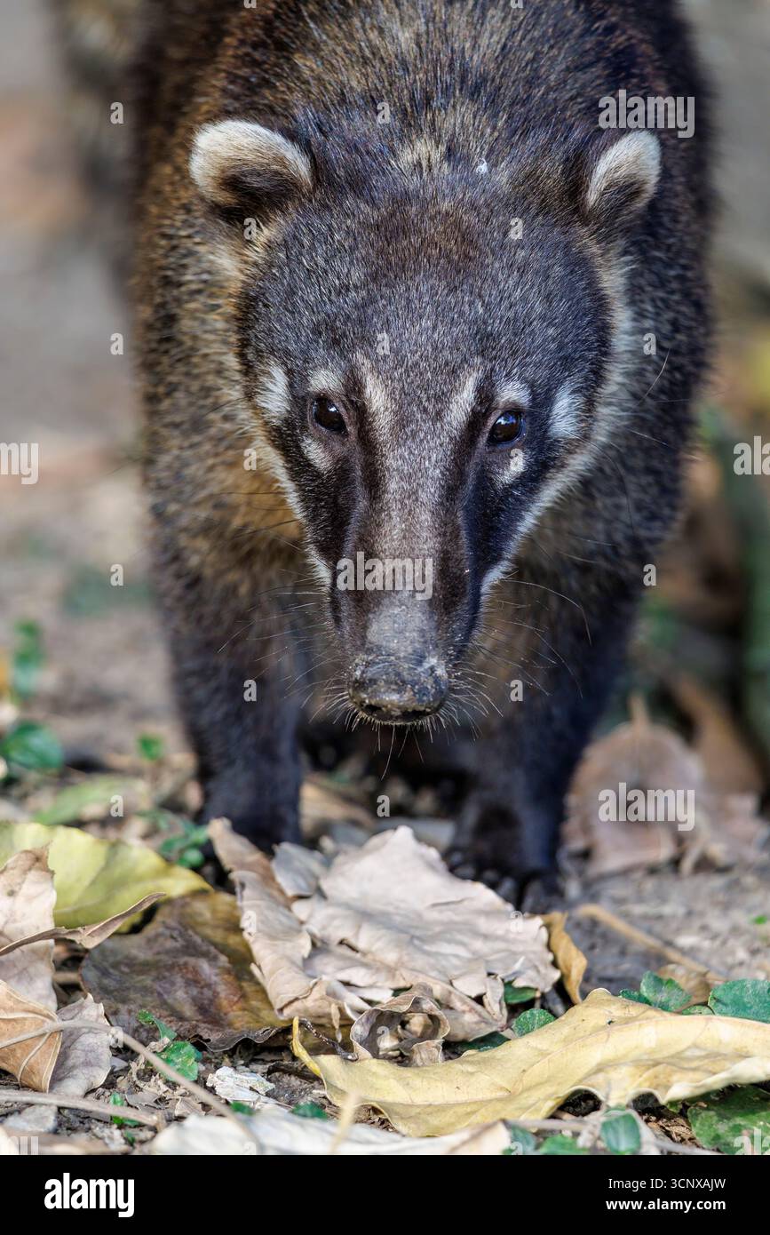Coati, Nasua nasua, Sao Paulo, Brésil Banque D'Images