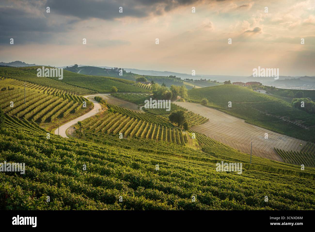 Paysage viticole pittoresque dans la région viticole des Langhe avec route sinueuse entre les villages de Neive et Barbaresco, collines ondulantes à l'heure d'or. Piémont, Italie Banque D'Images Paysage viticole pittoresque dans la région viticole des Langhe avec route sinueuse entre les villages de Neive et Barbaresco, collines ondulantes à l'heure d'or. Piémont, Italie Banque D'Images