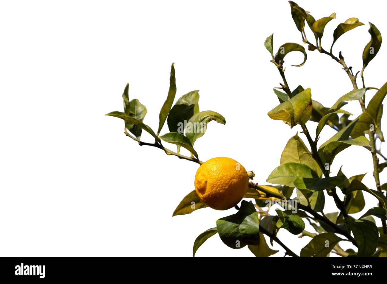 Citronnelle avec feuilles vertes et un citron jaune avec ciel bleu en arrière-plan. Banque D'Images