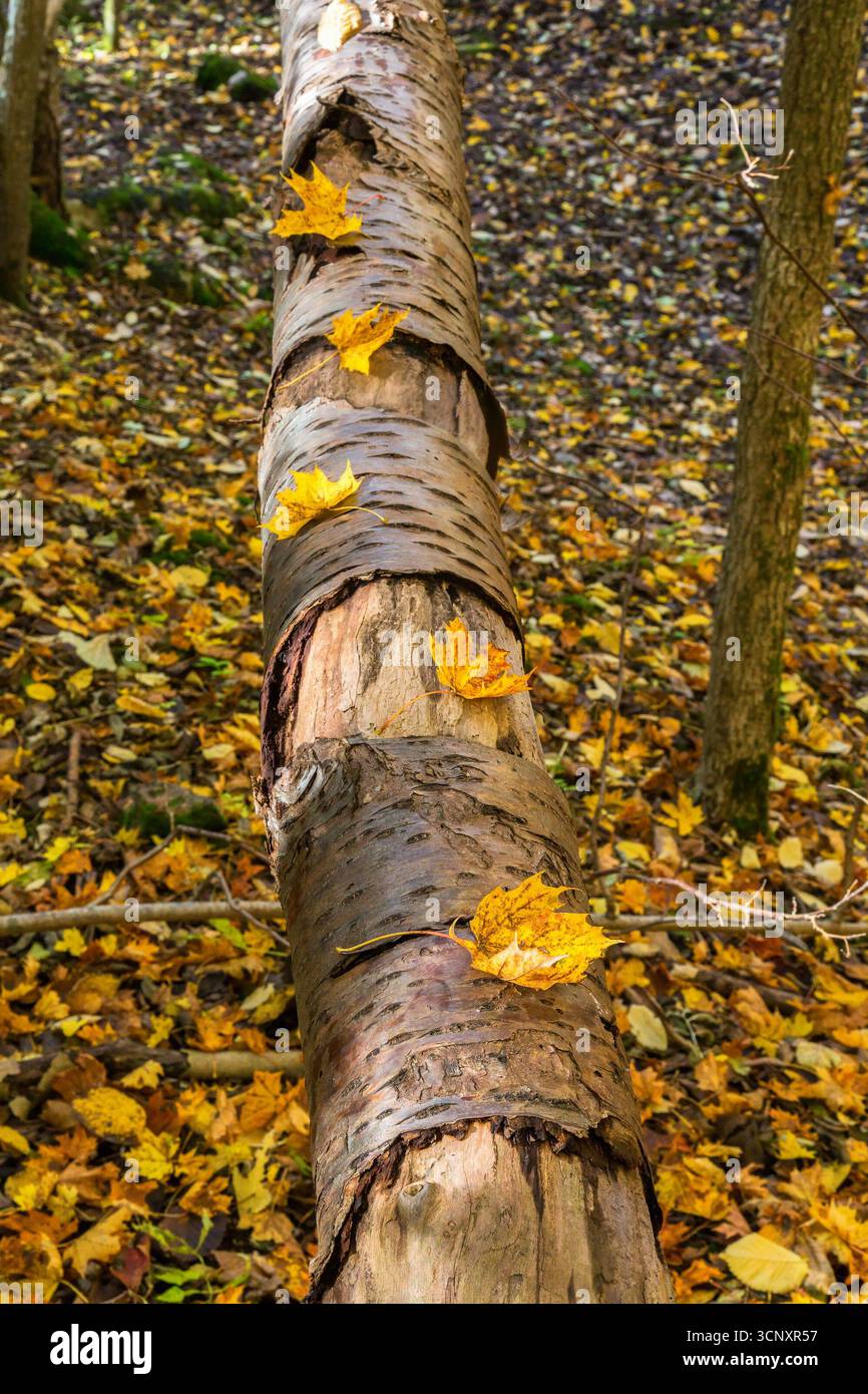 Bûche avec des feuilles d'automne dans les bois Banque D'Images