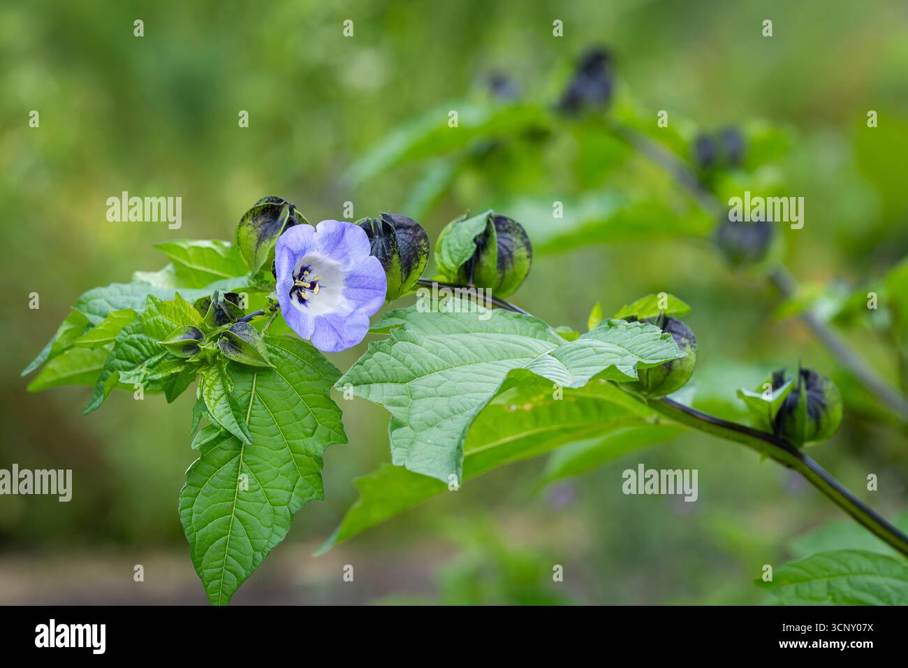 Nicandra physalodes connu sous le nom de pomme-du-Pérou et plante de shoo-fly. Gros plan d'une pomme du Pérou (nicandra physalodes) fleur en fleur. Banque D'Images