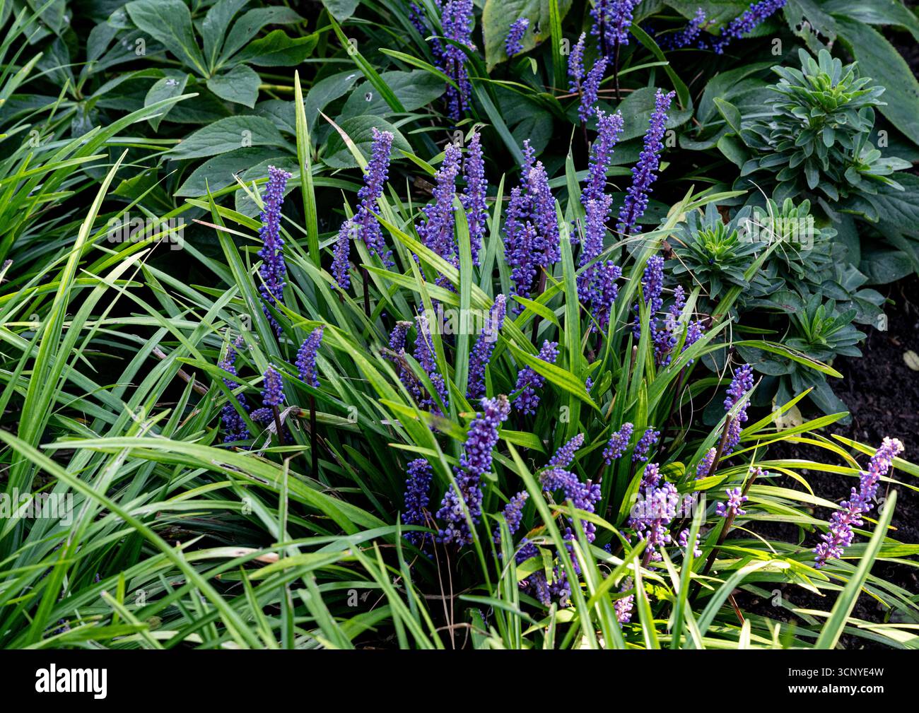 Liriope, Muscari, Big Blue Lilyturf. Herbe - comme, pérenne à feuilles persistantes. Banque D'Images