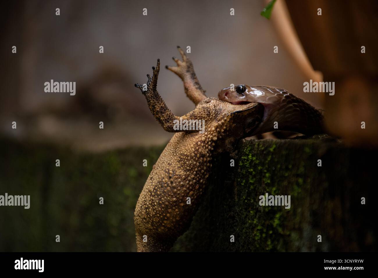 Un serpent dévorant un crapaud dans une exposition dramatique de comportement de prédateur et de proie, photographié dans un environnement naturel au Sri Lanka. Cette faune rare Banque D'Images