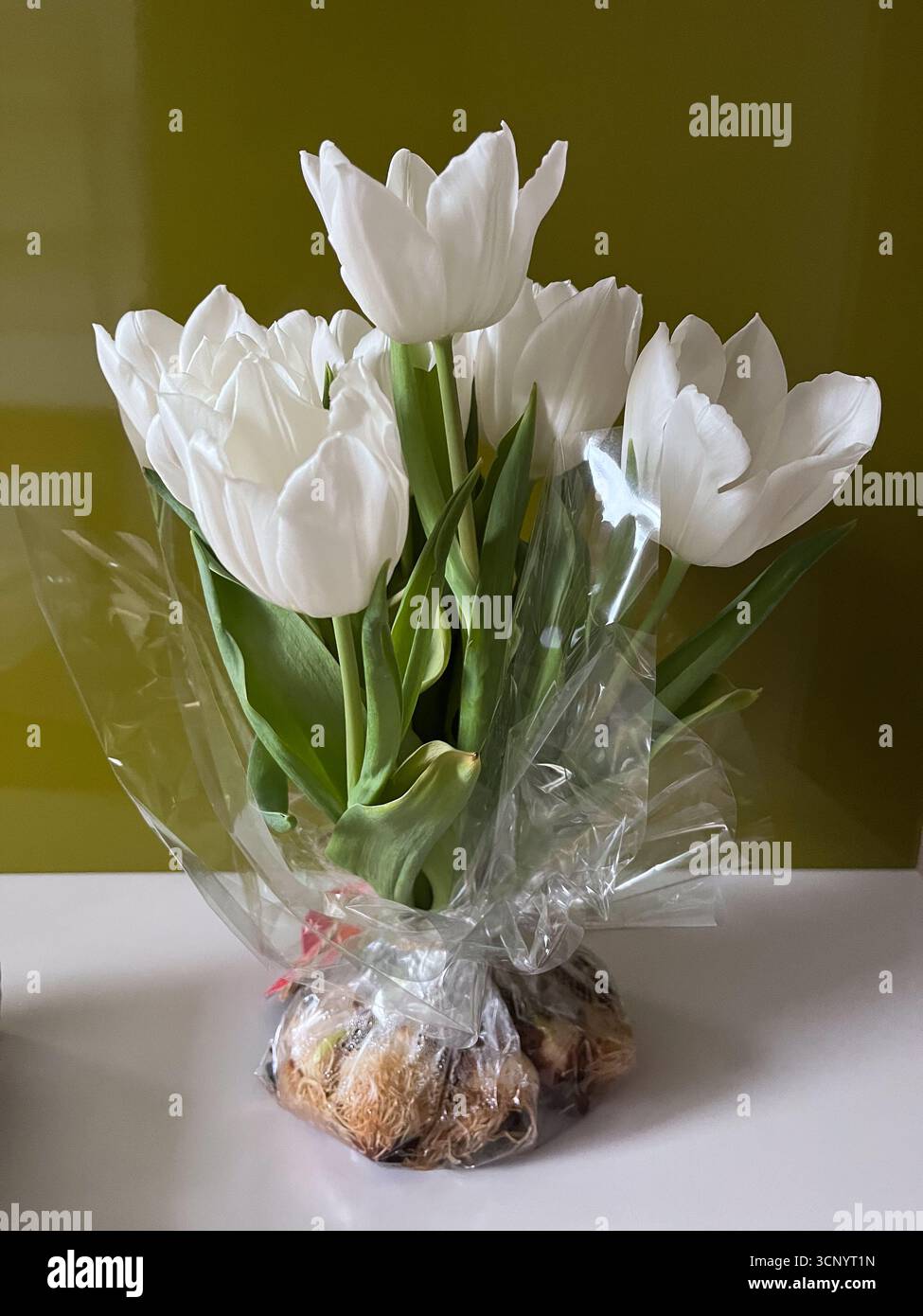 Un bouquet de tulipes blanches avec des bulbes. Journée internationale de la femme. Esthétique féminine et moderne. Composition du mode de vie. Fleurs printanières. Ambiance printanière. - Image de stock capturée avec un smartphone