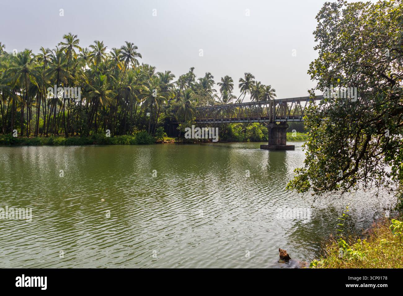 Pont de Goa sur la rivière verte entourée de palmiers Banque D'Images