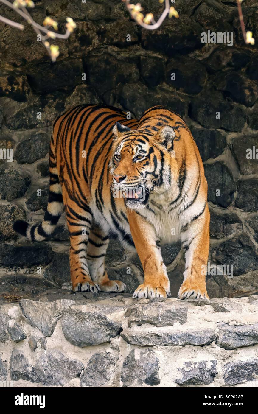 L'image d'un tigre adulte dans un zoo jette ses dents et grogne Banque D'Images
