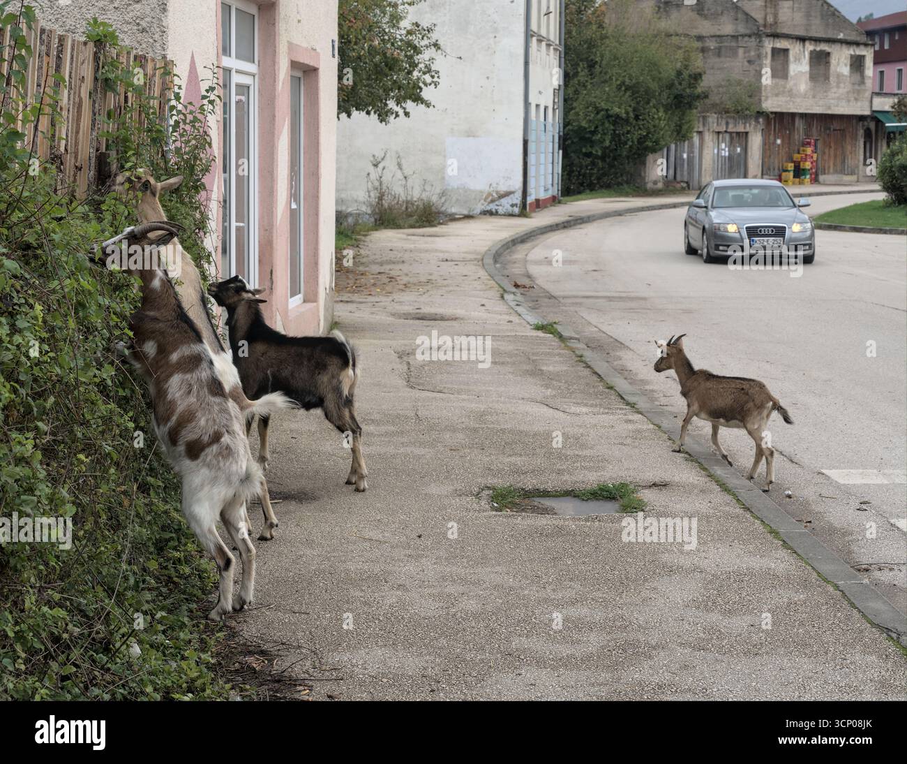 Bosnie-Herzégovine, Drvar (Mun.), Drvar (Titov Drvar) : rue Maršal Tito ('Ulica Maršala Tita') Banque D'Images