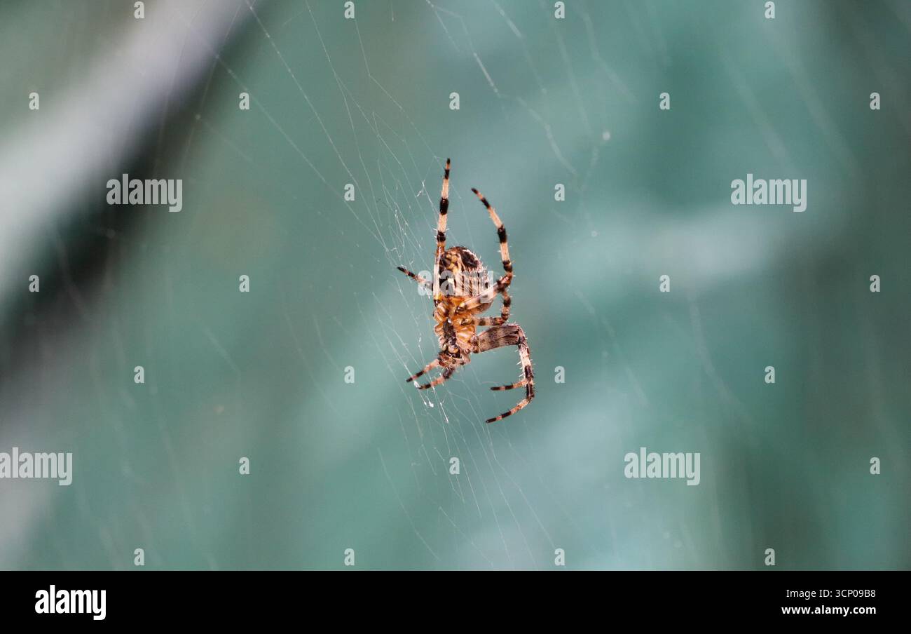 Araignée orange en toile, Royaume-Uni. Araneus didemanteus Banque D'Images