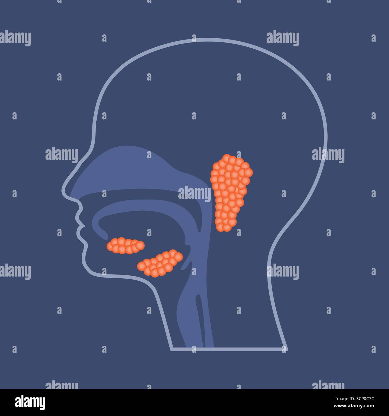 Glandes salivaires humaines, illustration en coupe transversale. Banque D'Images