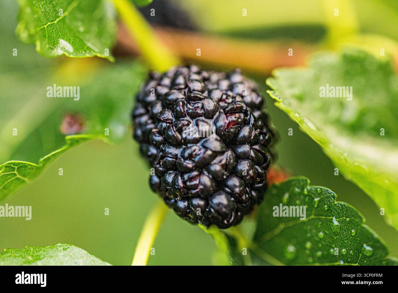 Des mûres noires mûres et rouges non mûres pendent sur une branche de Morus alba dans un jardin en mai. Les fruits vibrants contrastent avec les feuilles vertes luxuriantes, signal Banque D'Images