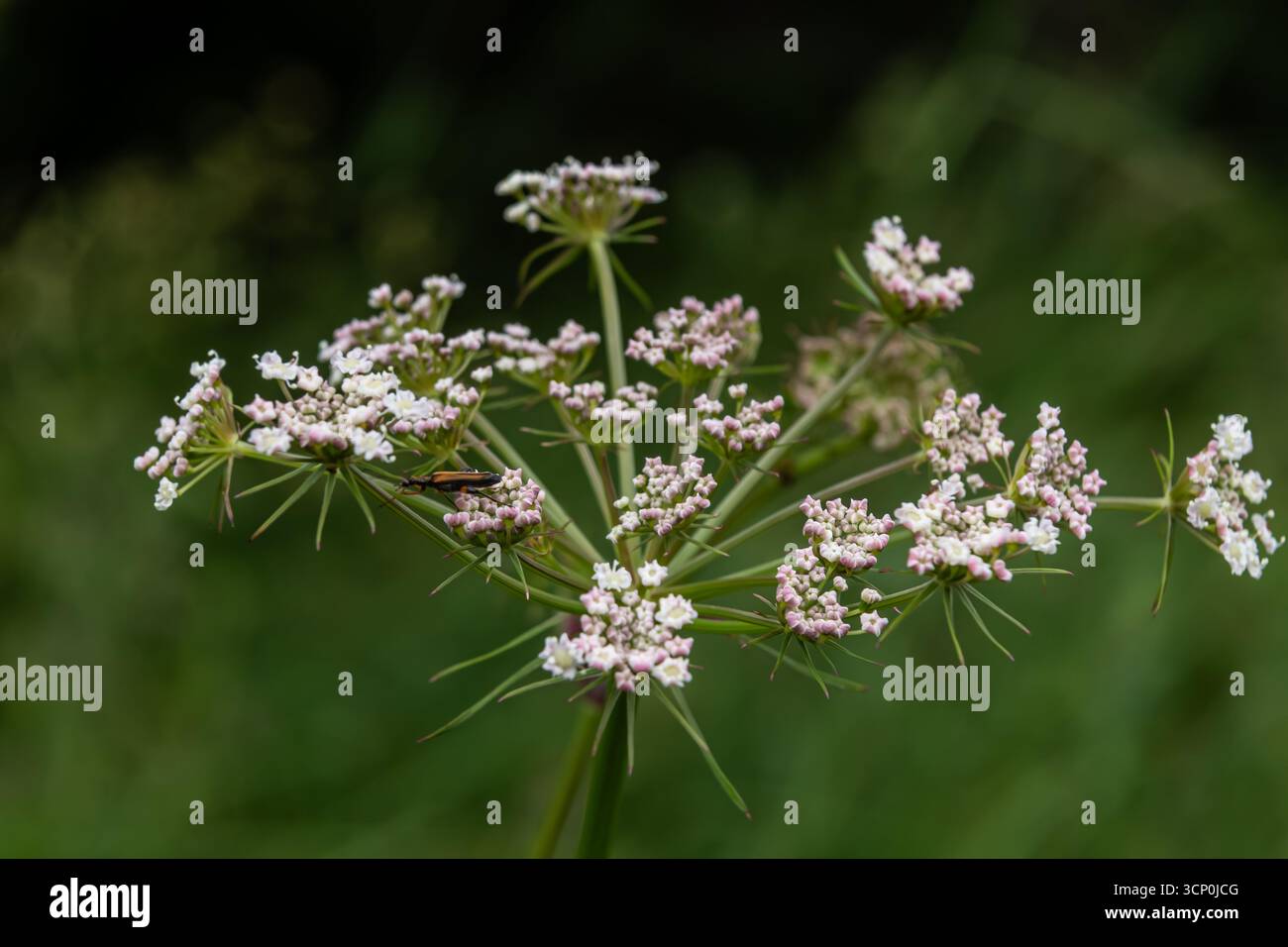 Le fenouil de Mountain Hog présente des grappes de petites fleurs blanches et roses en forêt qui prospèrent au soleil du milieu de l'été parmi le vert éclatant pla Banque D'Images