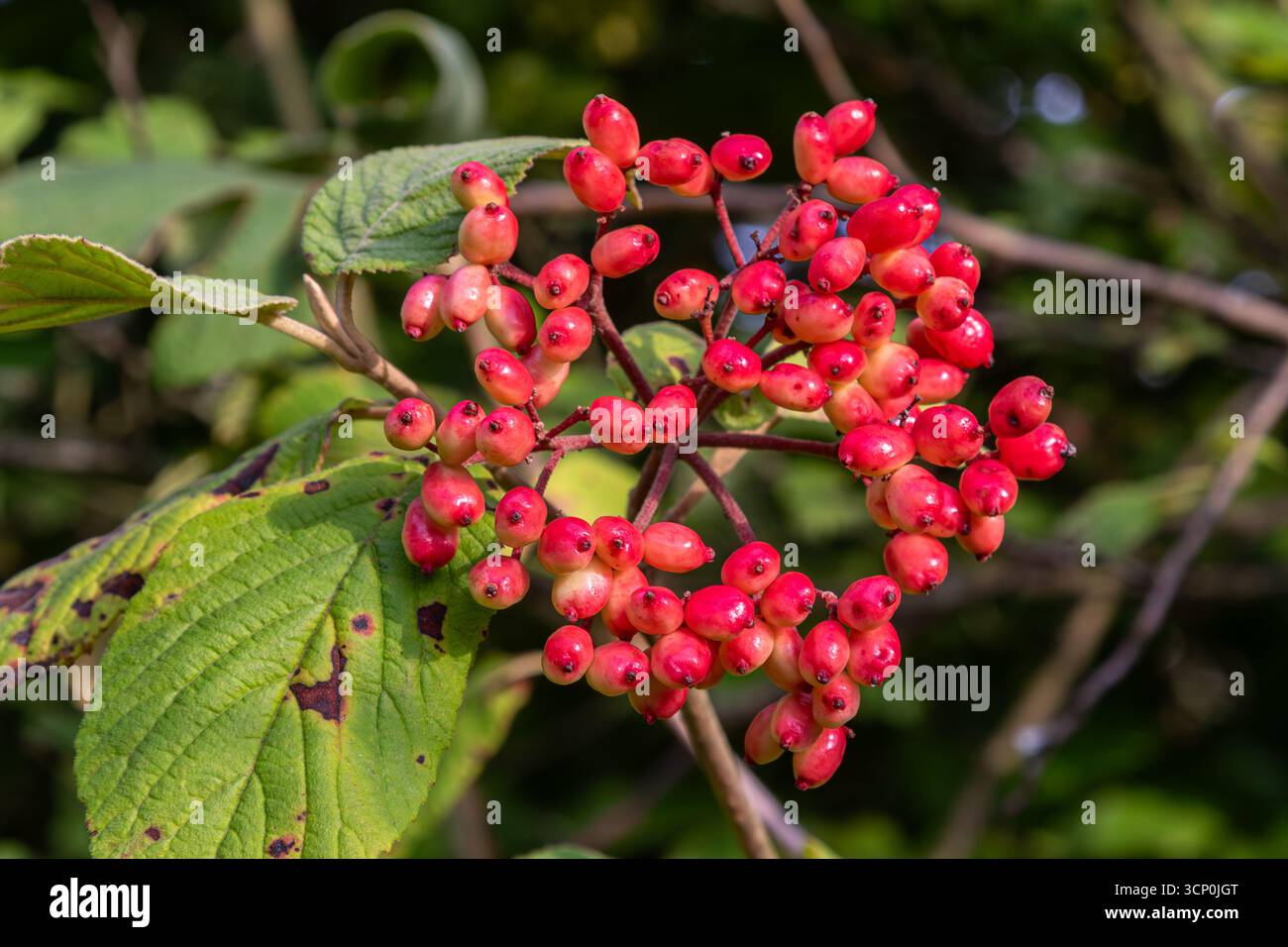 Des grappes de baies rouges vives pendent de l'arbuste Viburnum lantana entouré d'un riche feuillage vert dans un environnement extérieur ensoleillé à la fin de l'été Banque D'Images