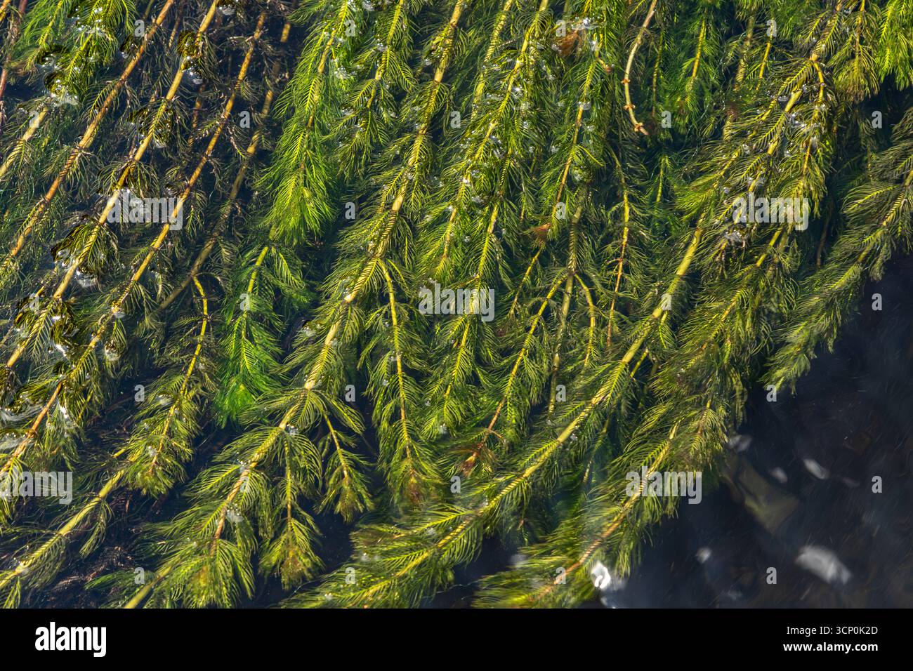 La plante aquatique Coontail prospère dans les eaux claires mettant en valeur ses frondes vertes luxuriantes tout en fournissant un habitat pour diverses espèces sous-marines sous su brillant Banque D'Images