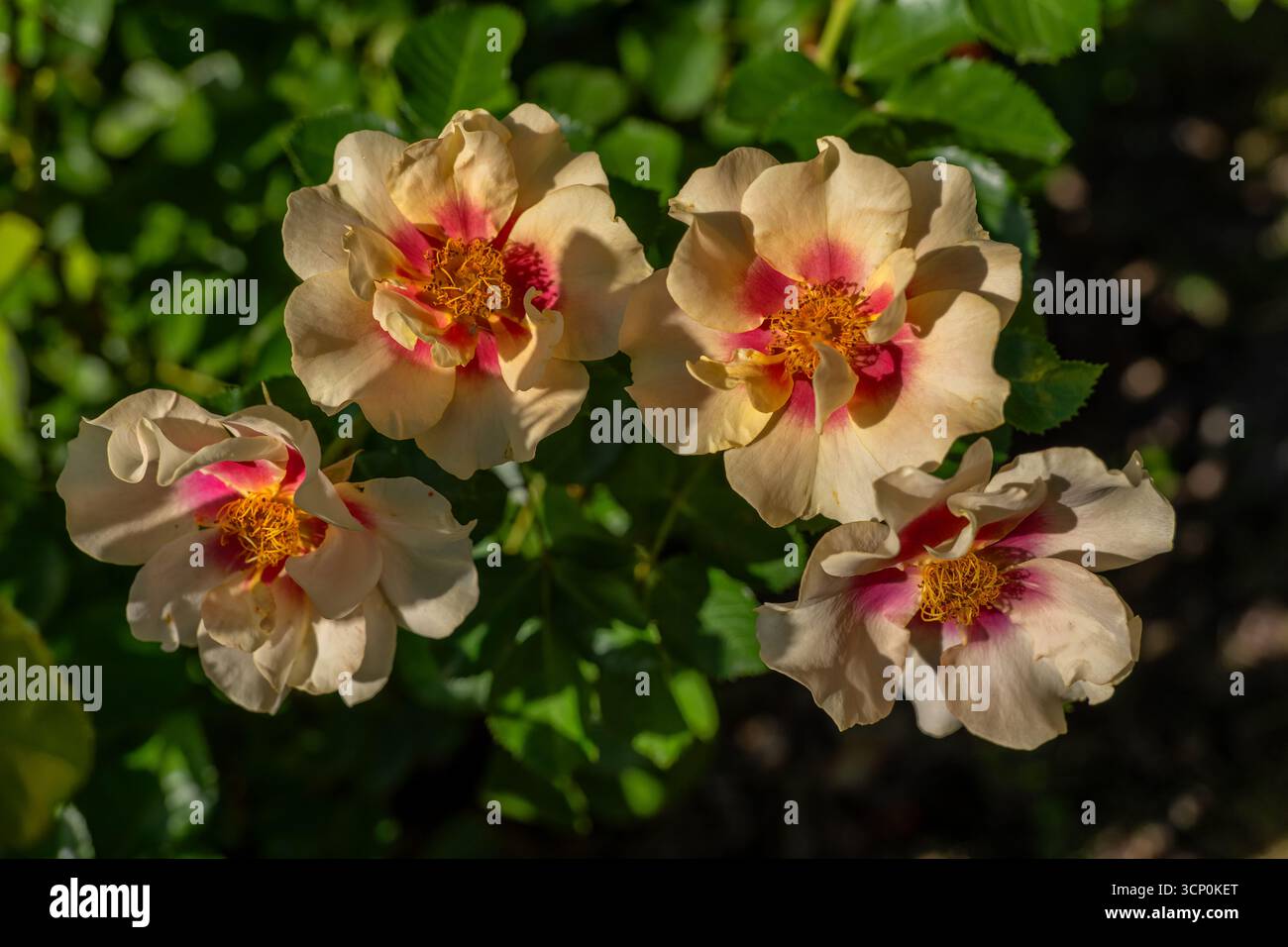 Fleurs roses florissantes de Rosa L. oeil du tigre, jaune et rouge mélange floribunda, plante à fleurs de la famille des Rosacées. Banque D'Images