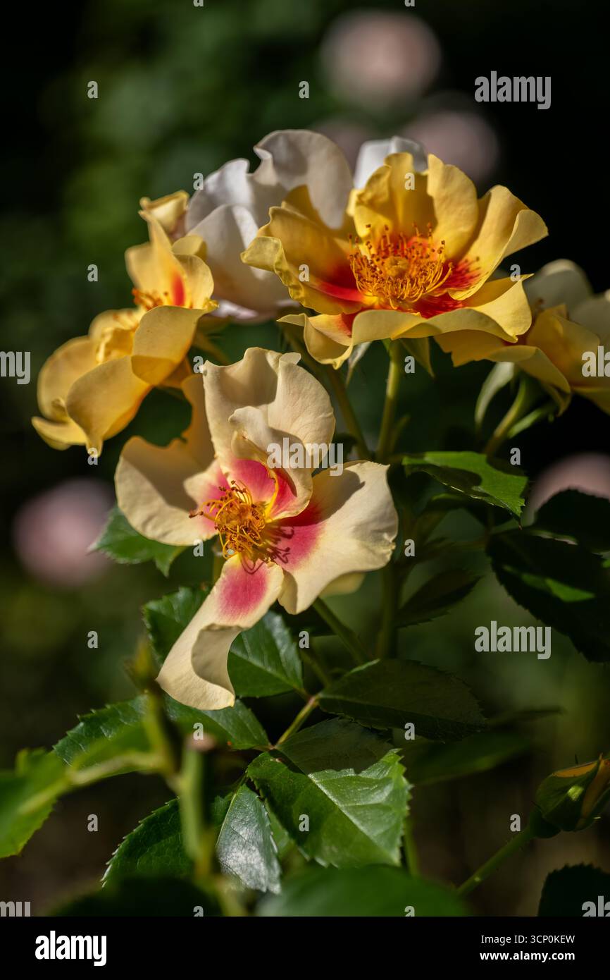 Fleurs roses florissantes de Rosa L. oeil du tigre, jaune et rouge mélange floribunda, plante à fleurs de la famille des Rosacées. Banque D'Images