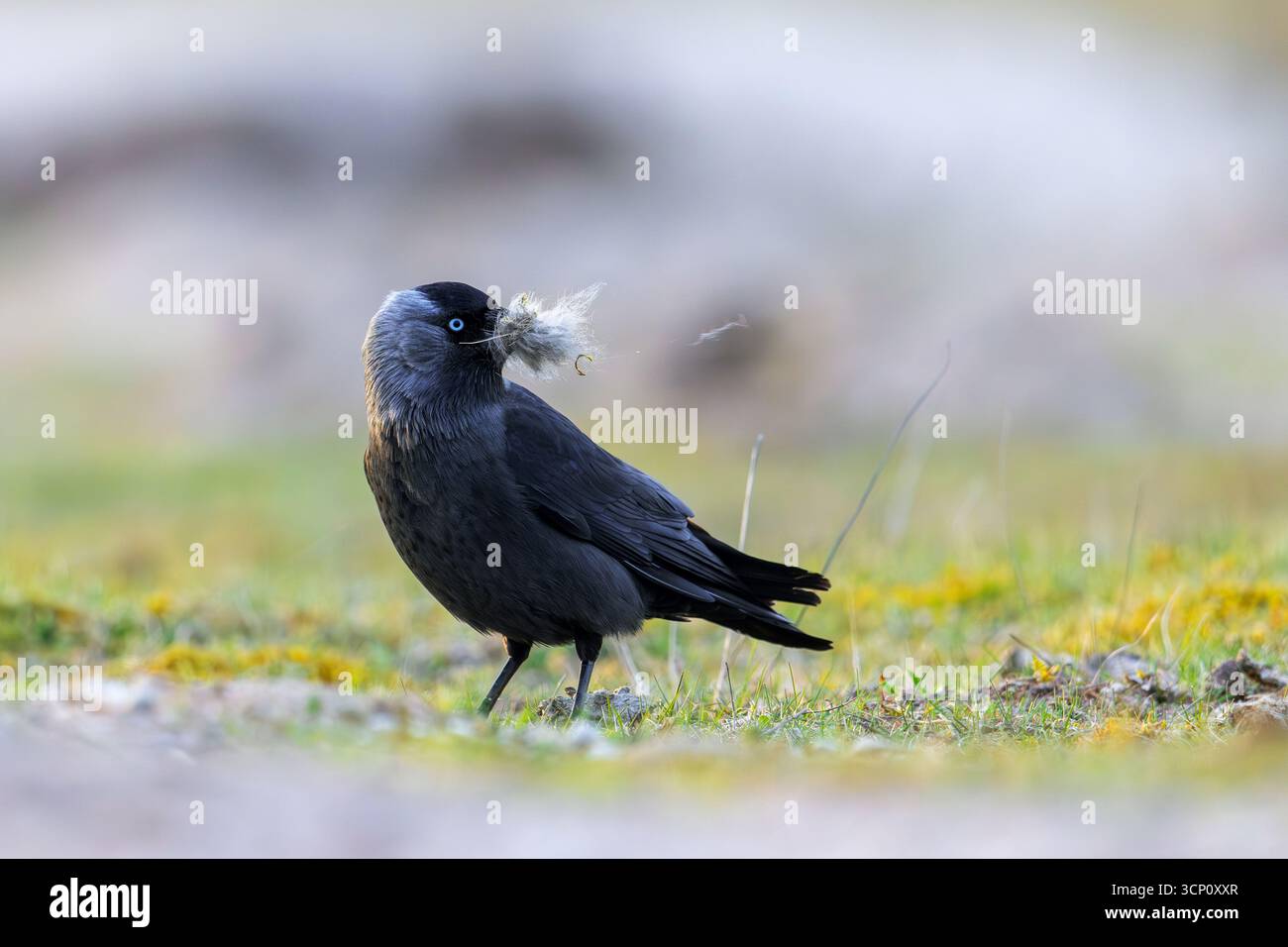 Jackdaw occidentale / jackdaw européenne (Coloeus monedula) collecte de matériel de nidification comme la laine de mouton dans les prairies / pâturages pour construire le nid au printemps Banque D'Images