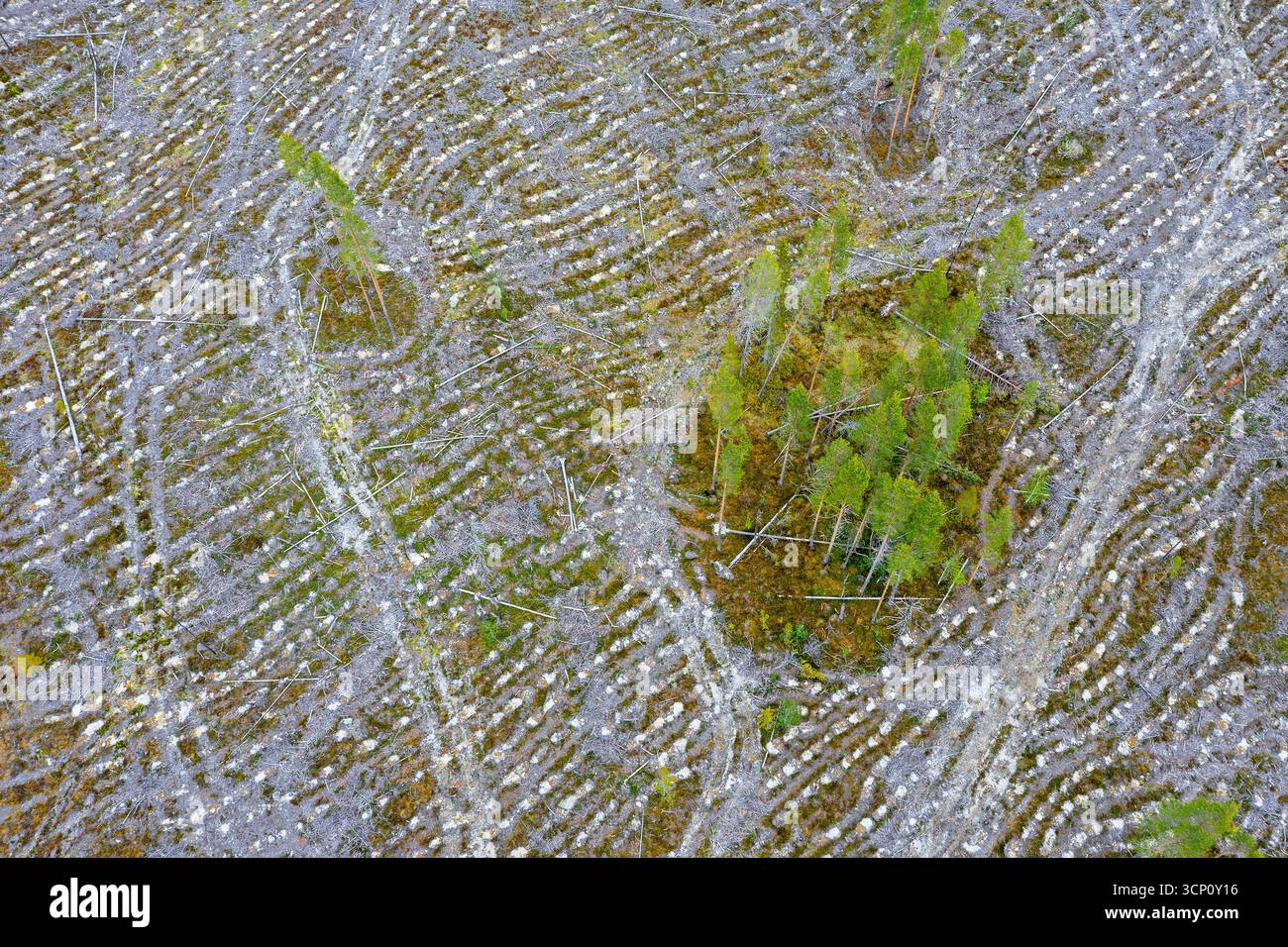 Vue aérienne sur la zone suédoise de coupe à blanc, coupe à blanc / coupe à blanc est une pratique forestière / forestière dans laquelle tous les arbres sont coupés, Dalarna, Suède Banque D'Images