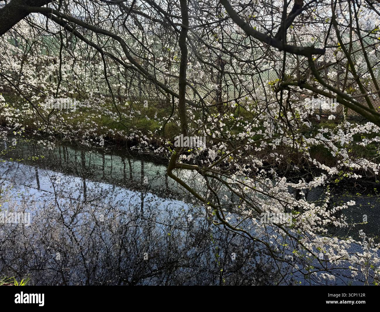 Bel arbre en fleurs près du canal le jour du printemps Banque D'Images