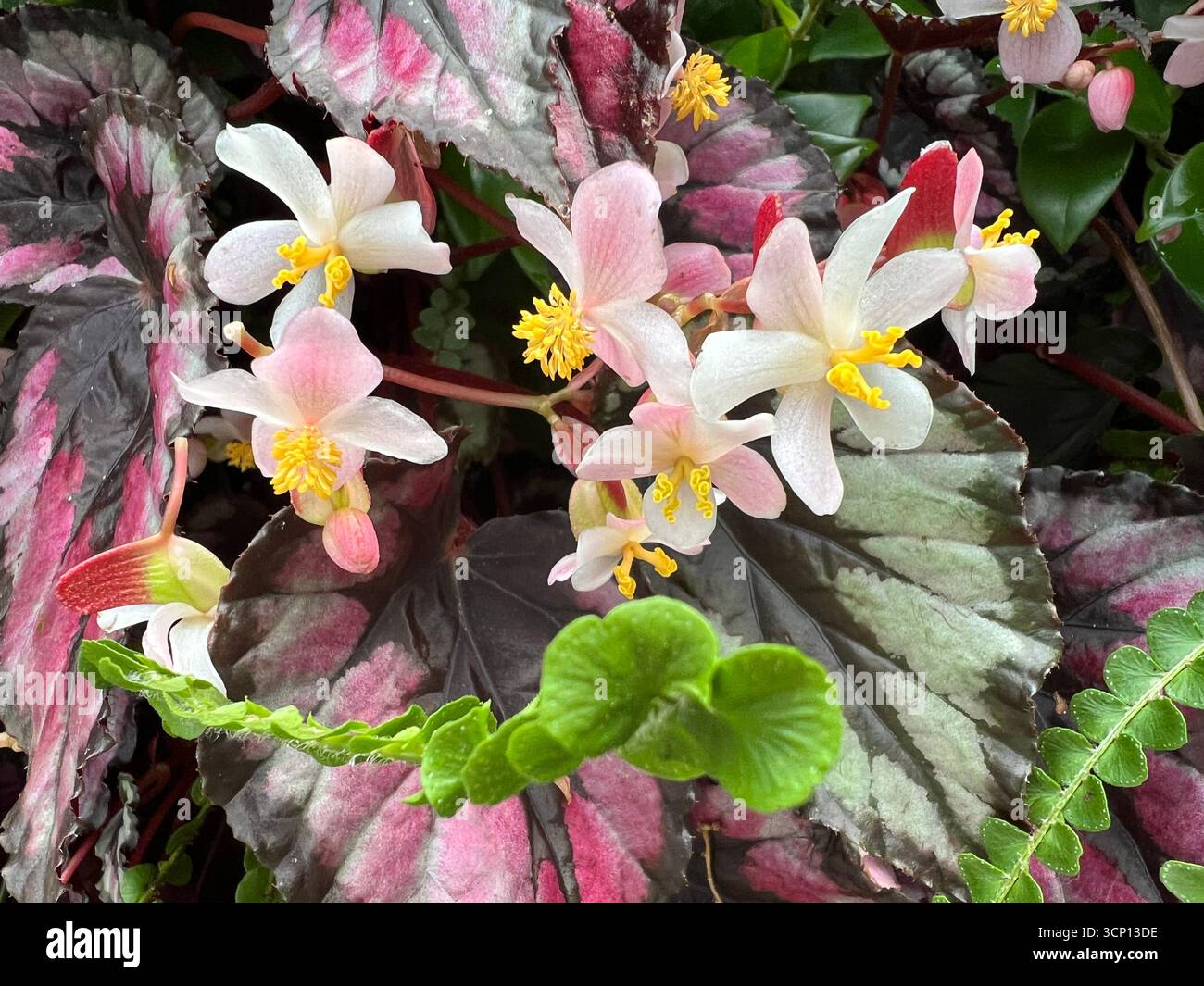 Gros plan peint des fleurs de bégonia et des feuilles sur le mur vivant à la maison tropicale Virginia Haldan à l'intérieur du jardin botanique de Berkeley, en Californie - Image de stock capturée avec un smartphone
