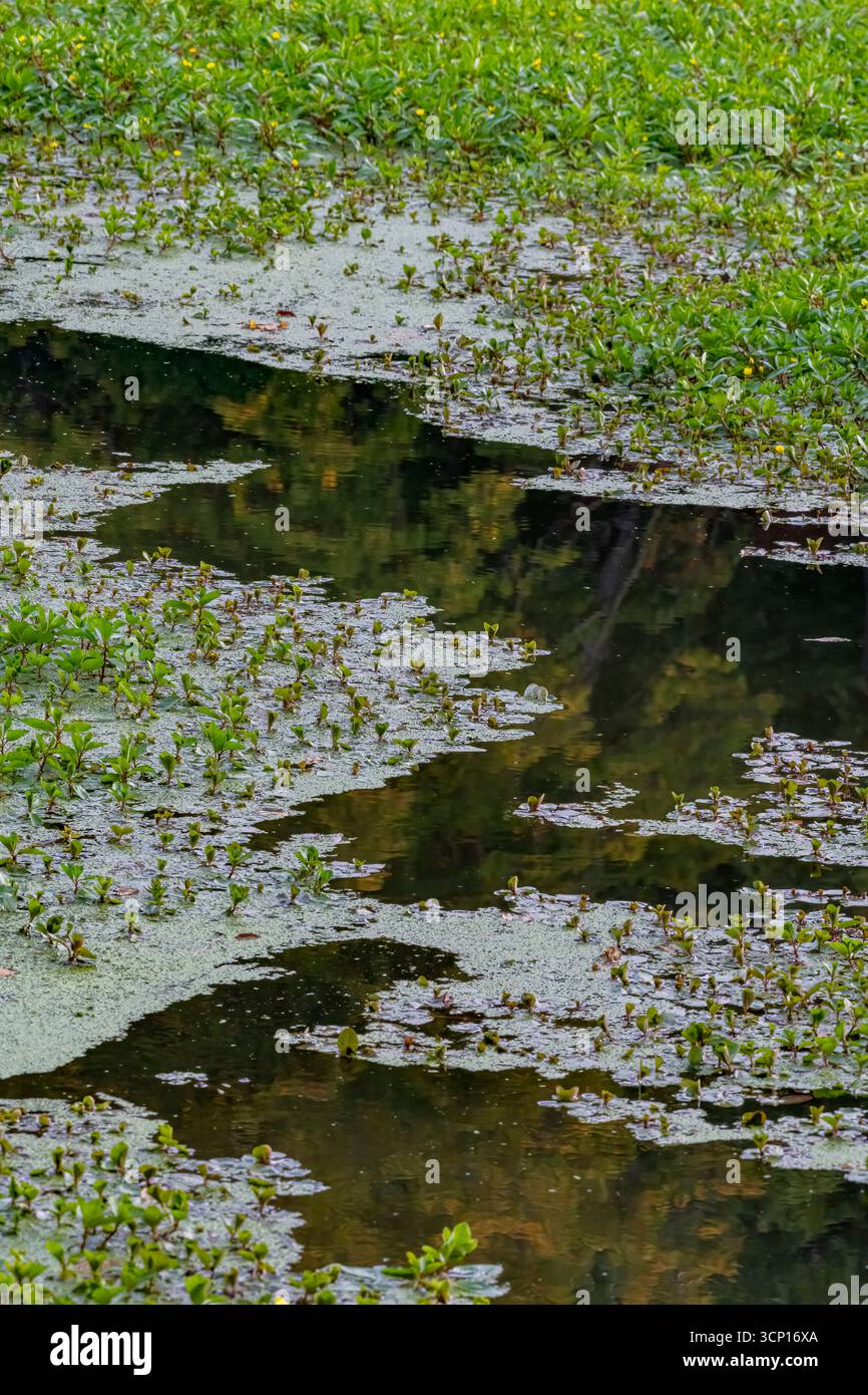 Une ouverture dans la Spurge japonaise (une plante envahissante non indigène) avec quelques canards, montre des refelctions du feuillage changeant de couleur le long de l'I& Banque D'Images