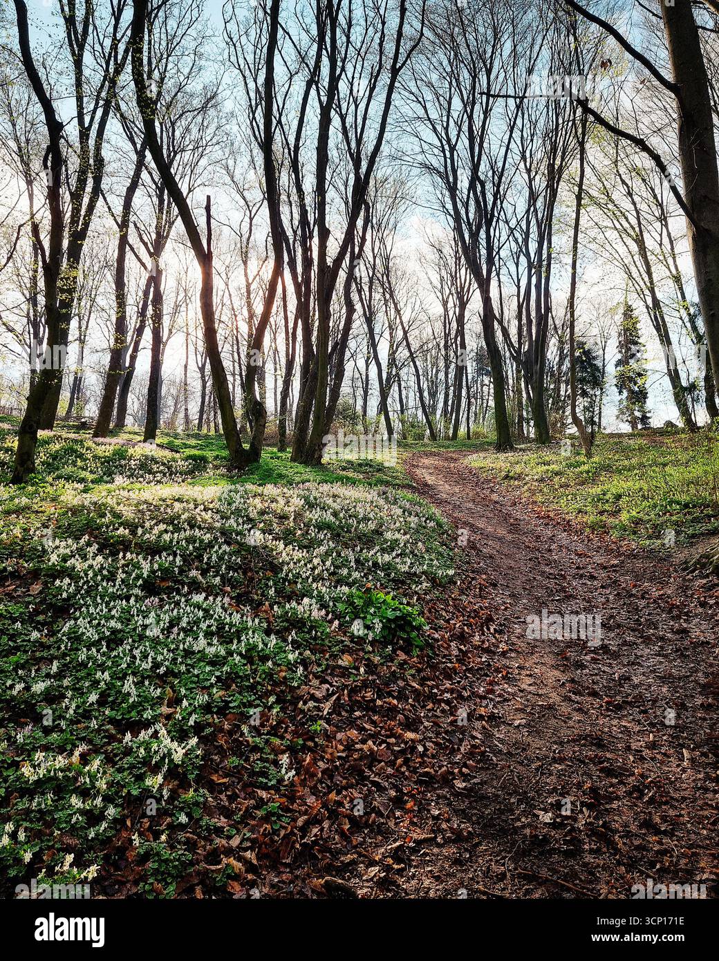 Matin dans la forêt printanière, chemin sinueux entre les arbres sans feuilles. Colline couverte d'herbe verte et de fleurs blanches de corydalis à la lumière du soleil. Banque D'Images