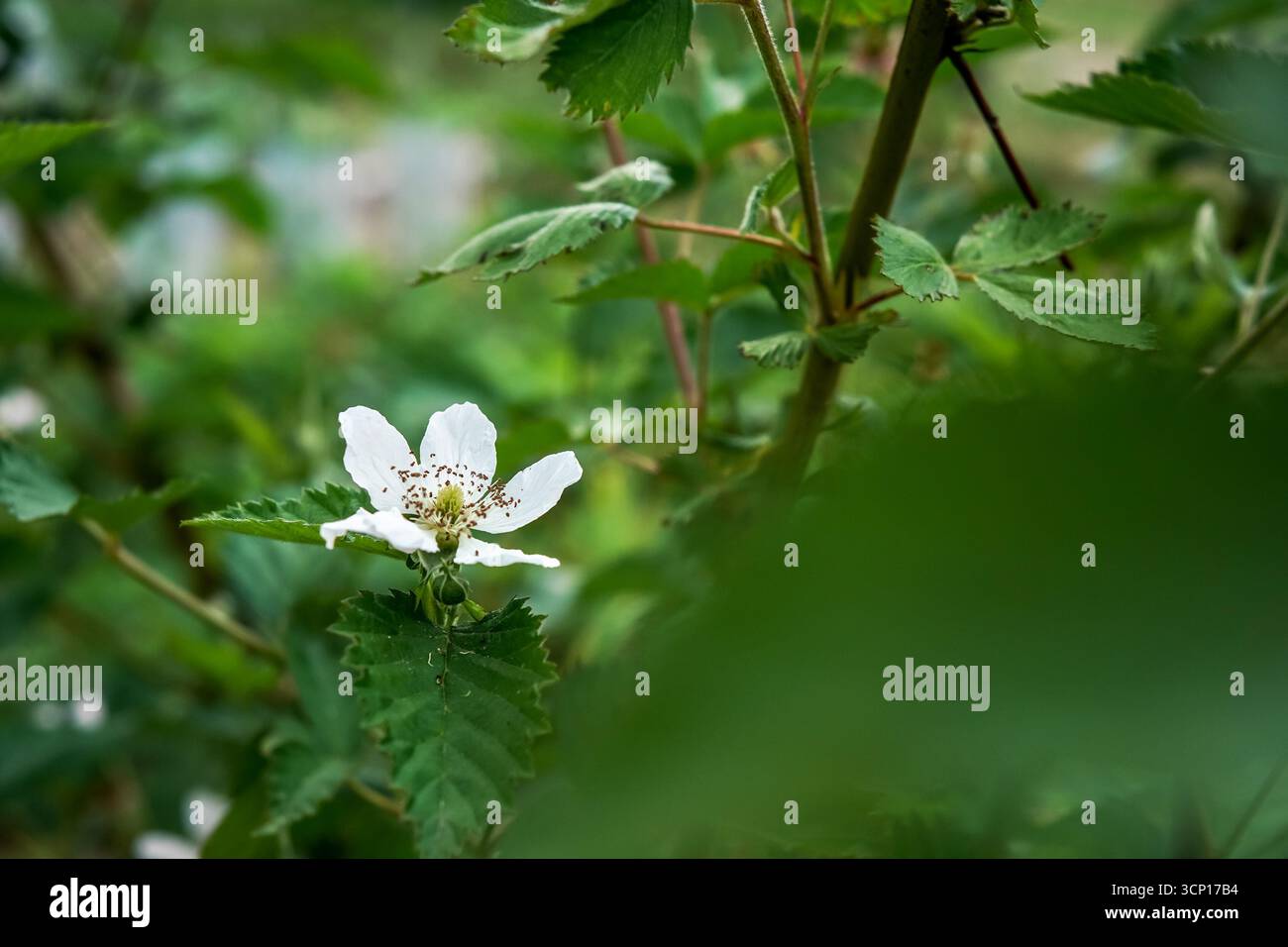 Fleur de mûre blanche sur un arbuste grandissant en gros plan de jardin Banque D'Images