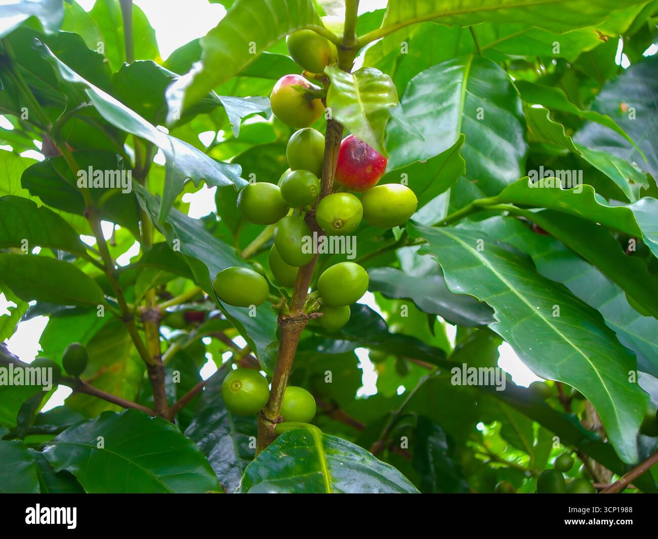 Maturation des cerises de café et des haricots verts sur une branche d'un caféier, avec une cerise qui devient rouge, indiquant qu'elle est prête pour la récolte. Banque D'Images