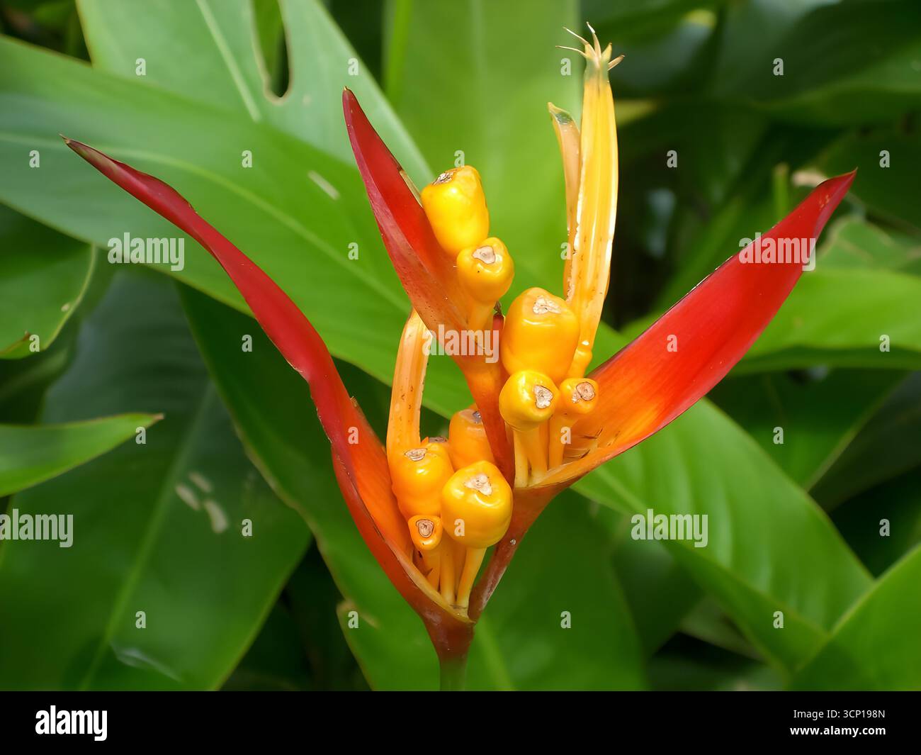 Gros plan saisissant d'une fleur d'heliconia avec ses bractées rouge et jaune-orange vives et sa structure verticale unique, sur un fond de grand gre Banque D'Images