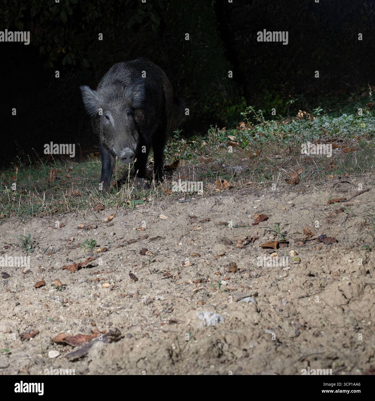 Sanglier la nuit dans un habitat naturel Banque D'Images