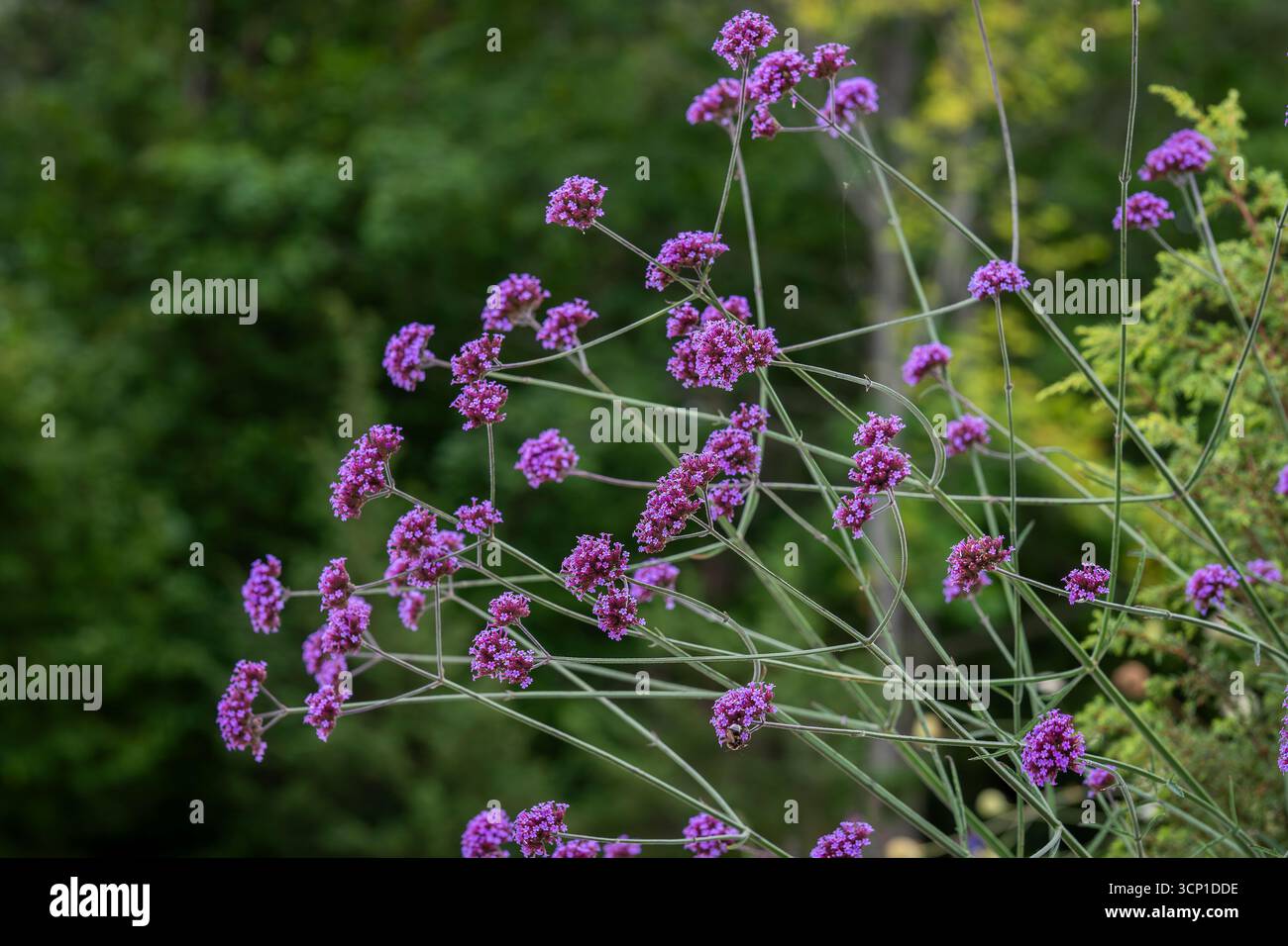 Verveine bonariensis, également connu sous le nom de verveine Purpletop, verveine clustertop, verveine Argentine, verveine grand. Fleurs de verveine Purpletop. Banque D'Images