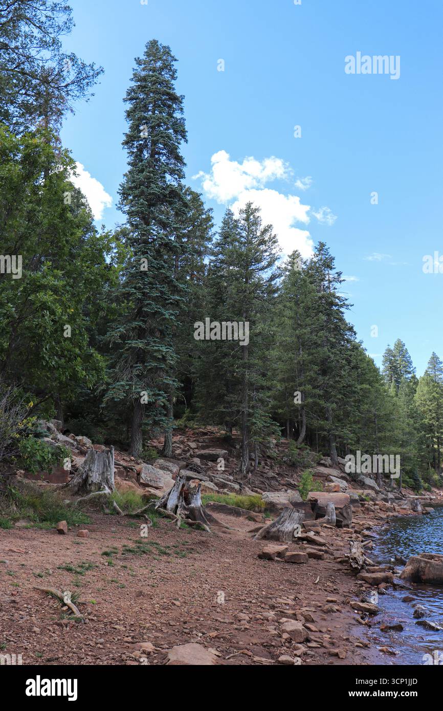 Vue sur le rivage et la forêt du lac Woods Canyon à l'extérieur de Payson, Arizona. Banque D'Images