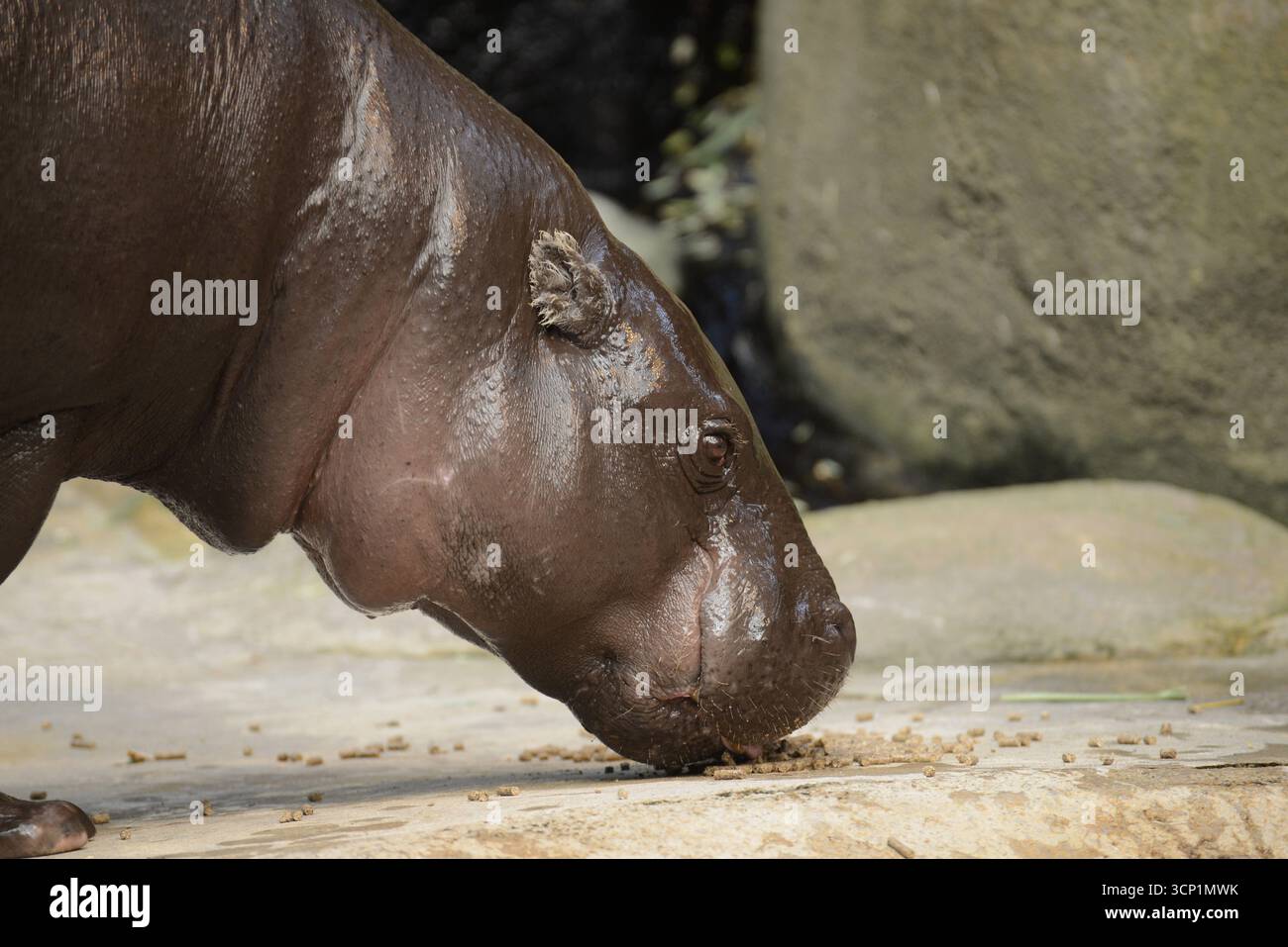 Pygmée Hippopotamus Aalborg Zoo Danemark Banque D'Images