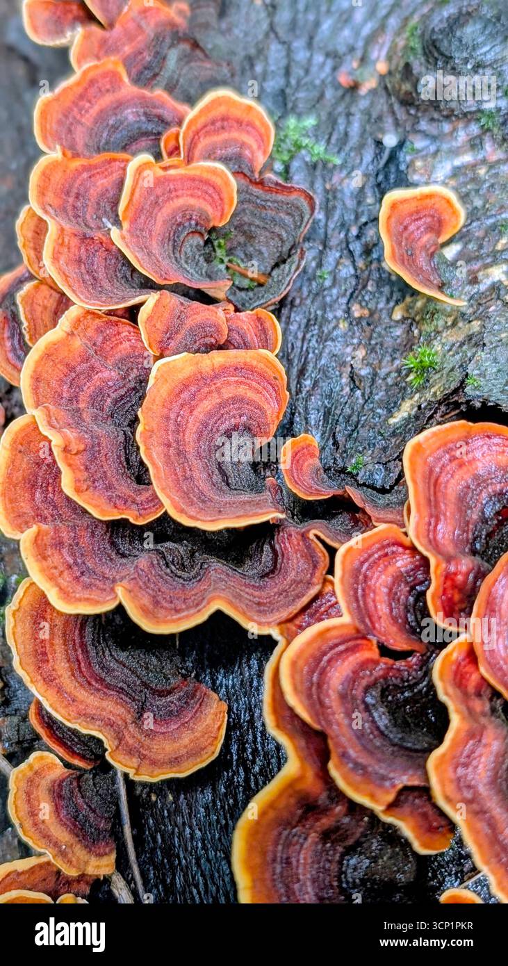Des champignons vibrants de couleur automnale poussent sur une souche d'arbre moussue dans une forêt, mettant en valeur la beauté des champignons d'automne et des textures boisées. Banque D'Images