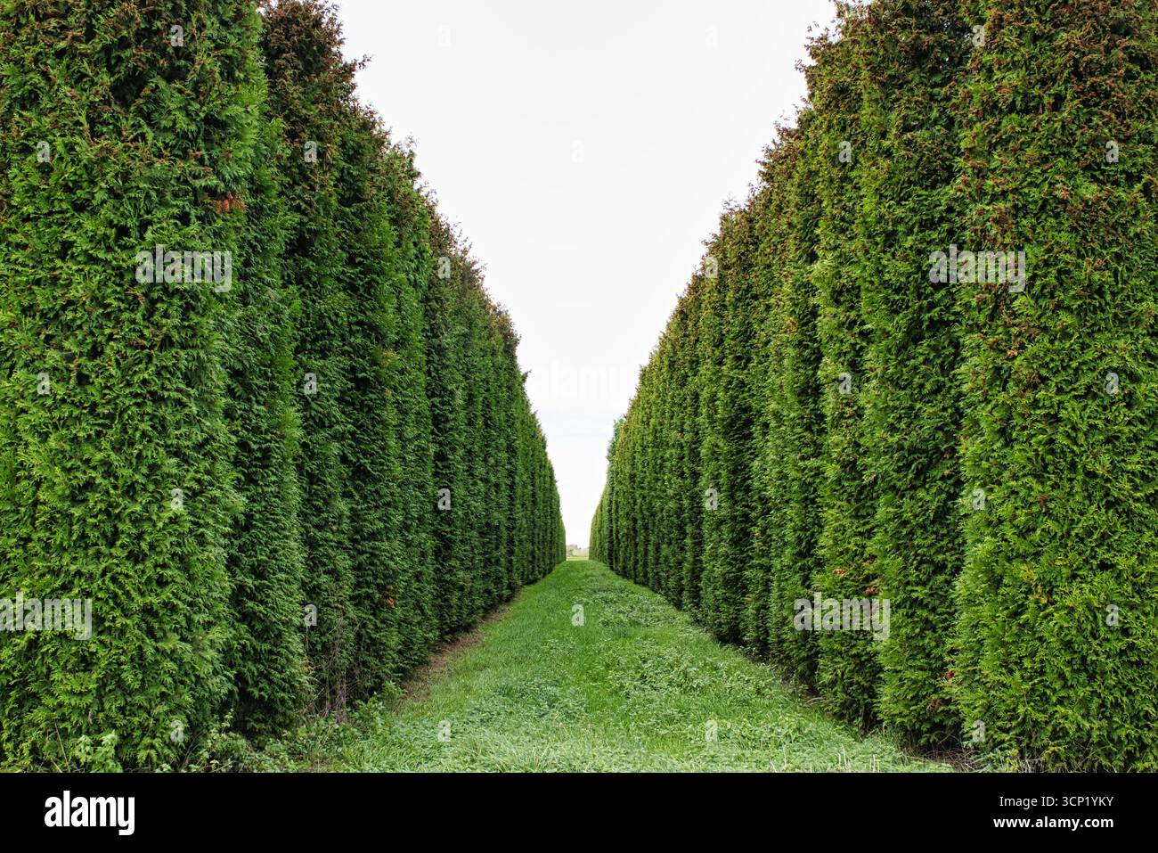 Vert haie sentiers paysage naturel jardin allée symétrie extérieure Banque D'Images