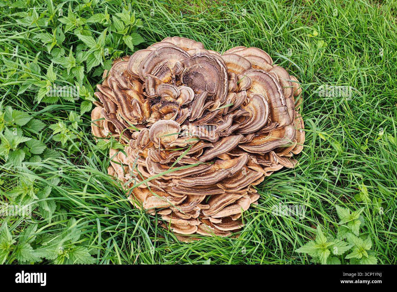 Grappe de champignons sauvages poussant sur un champ d'herbe verte avec feuillage naturel Banque D'Images