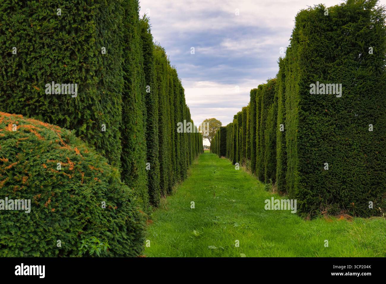 Vert haie sentiers paysage naturel jardin allée symétrie extérieure Banque D'Images