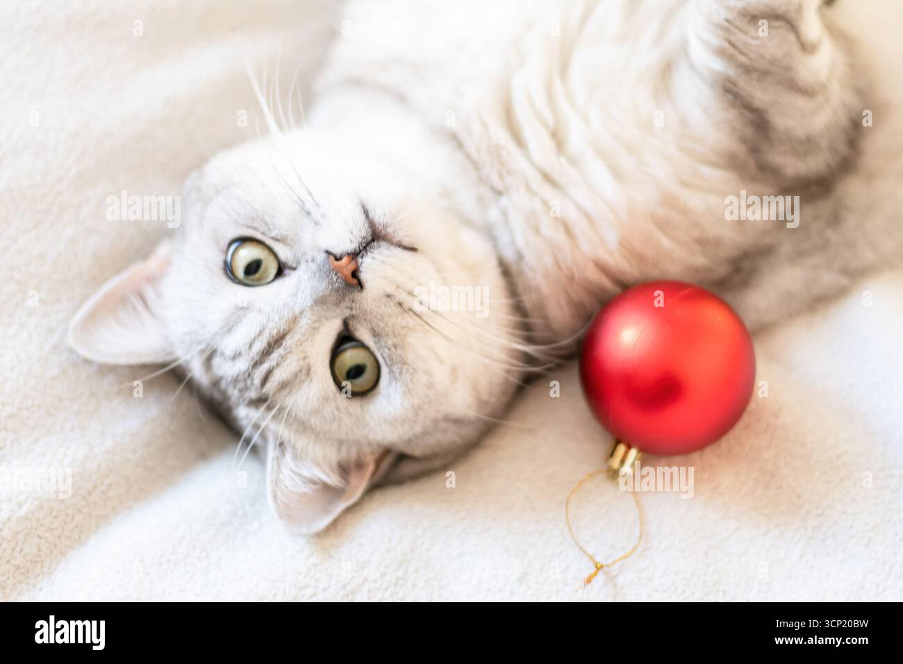 Un chat allongé sur un lit avec une boule rouge à côté. Le chat regarde la caméra les yeux grands ouverts. Banque D'Images