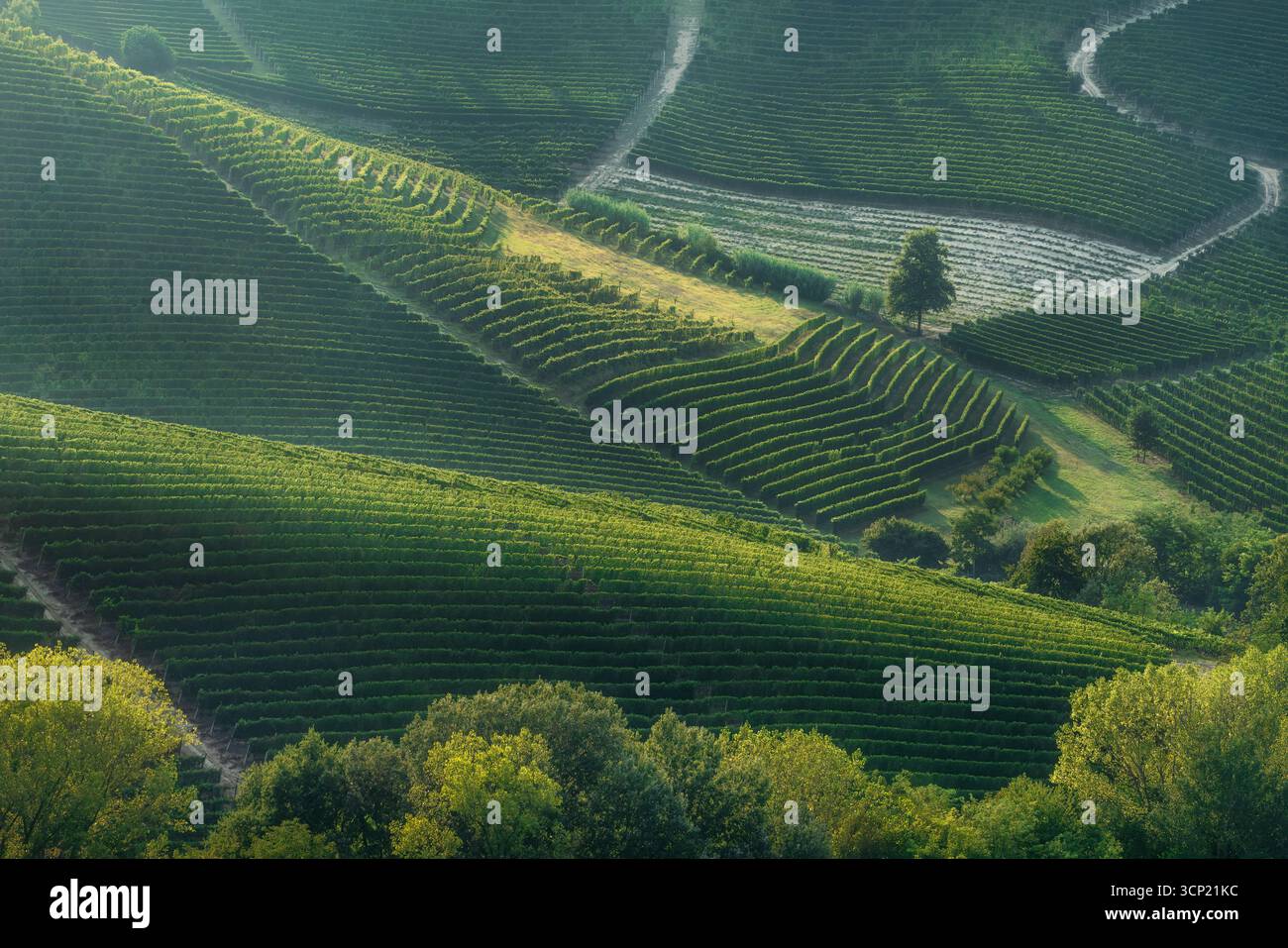 Vue aérienne de vignobles en terrasses créant des motifs géométriques sur des collines ondulantes au coucher du soleil dans la région viticole des Langhe près de Neive et Barbaresco, Piémont Banque D'Images