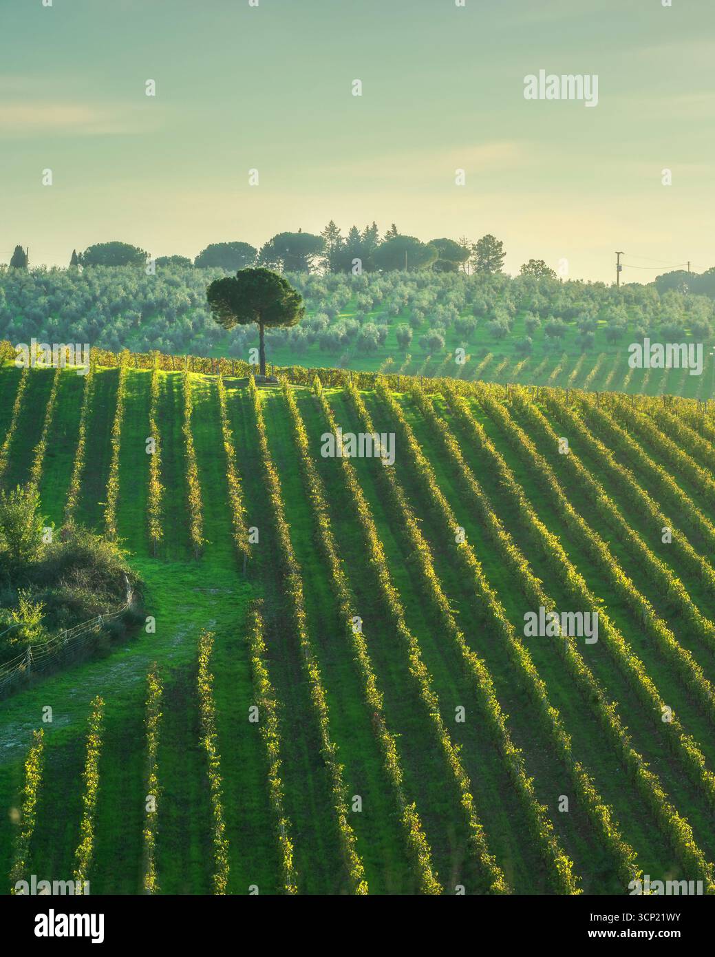 Rangées de vignes géométriques avec un seul pin près de Strada in Chianti, Toscane. Collines ondulantes avec oliveraies et soirée dorée en Italie Banque D'Images