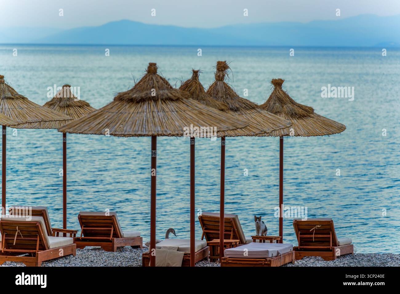 Paisible rive du lac Ohrid avec des parasols en paille, des chaises longues en bois, un chat ludique et un cygne gracieux au coucher du soleil Banque D'Images